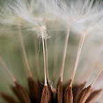 Flickr - Dandelion Seeds